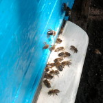 Бджолині трутні, практичне бджільництво