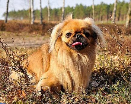 Pekingese fotografie, Pekingese, aspectul aspectului camerelor Pekingese palatele castelului povești orientale, greutate înălțime