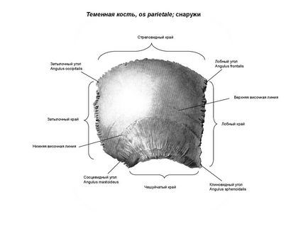 a gyermek falcsont törésvonal, depressziós