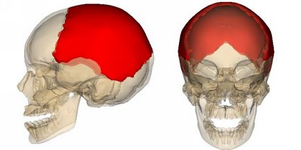 Fractura osului parietal la copil liniară, zdrobită