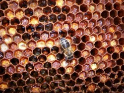 Perga în fagure de miere - recomandări pentru depozitare și utilizare
