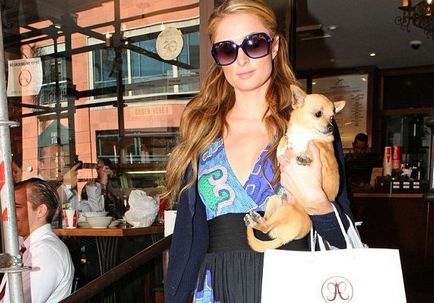 Paris Hilton moare tinkerbellul câinelui, știrile femeilor