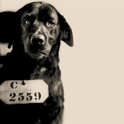 Пес на прізвисько пеп або собака яку засудили до довічного ув'язнення