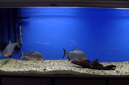 Piranha piros PACU (piaractus brachypomus) - otthoni akváriumban