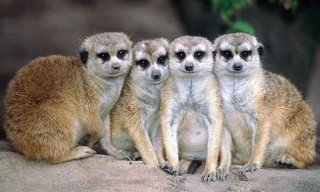 Făină de mâncare, hrănire de meerkats la domiciliu