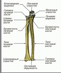 Umărul osului (humerus) - stadopedia