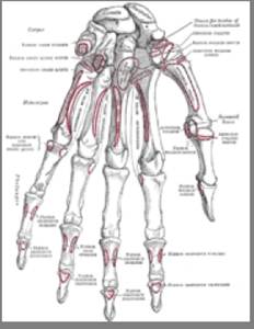 Плечова кістка (humerus) - студопедія