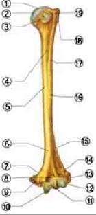 Umărul osului (humerus) - stadopedia