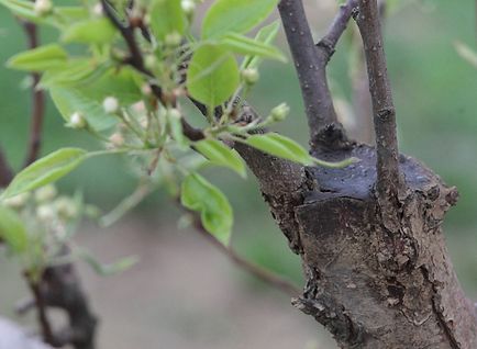 Pomi fructiferi ce să facă cu rănile de iarnă