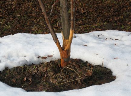 Pomi fructiferi ce să facă cu rănile de iarnă