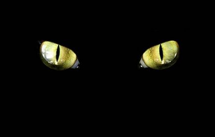 Miért macska szeme világít a sötétben