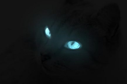De ce ochii pisicilor strălucesc în întuneric?