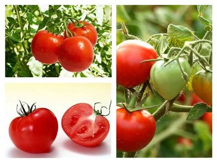 De ce tomatele cresc încet și de ce?
