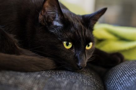 Чому у чорних кішок така погана репутація, mansden - інтернет журнал