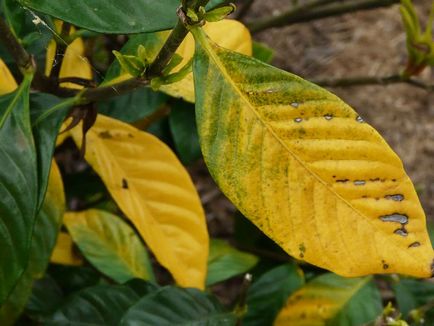 Чому у гарденії жасміновідная опадає листя, секрети вирощування кімнатних рослин