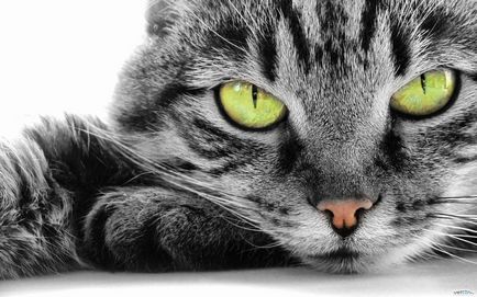 Чому у кішки світяться очі в темряві
