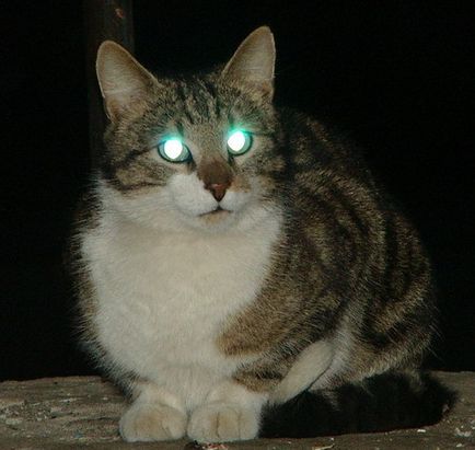 De ce strălucește pisica în întuneric?