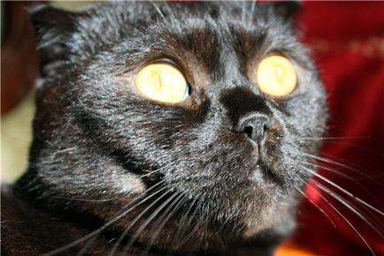 Miért macska szeme világít a sötétben
