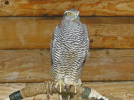 Pregătirea unui goshawk pentru vânătoare - vânătoare