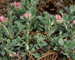 Utilizarea picioarelor pisicii de plante medicinale - ierburi medicinale