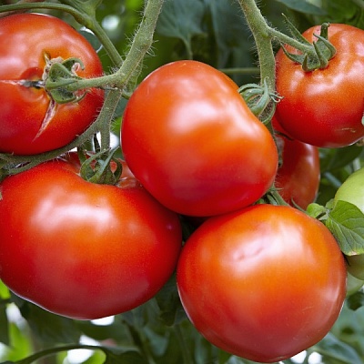 Помідори зефір f1 - насіння - помідори - овочі - насіння та саджанці поштою від НУО сади росії (сад і