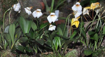 Népszerű orchideák könnyű vásárolni és könnyen termeszthető