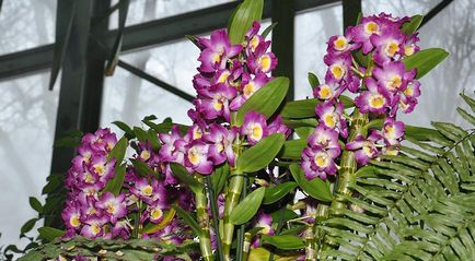 Популярні орхідеї, які легко купити і просто виростити на