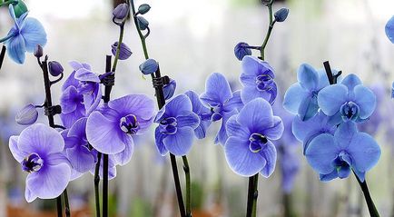 Népszerű orchideák könnyű vásárolni és könnyen termeszthető
