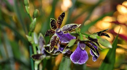 Népszerű orchideák könnyű vásárolni és könnyen termeszthető