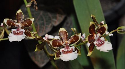 Népszerű orchideák könnyű vásárolni és könnyen termeszthető