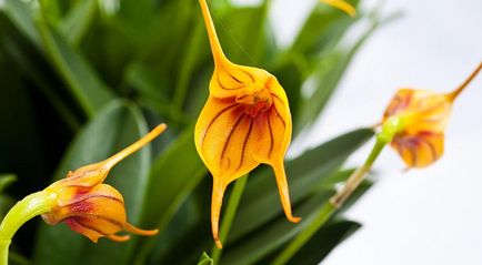 Популярні орхідеї, які легко купити і просто виростити на