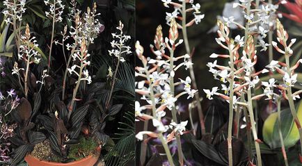 Népszerű orchideák könnyű vásárolni és könnyen termeszthető