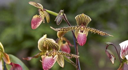 Népszerű orchideák könnyű vásárolni és könnyen termeszthető