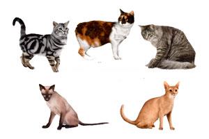 Populare rase de pisici