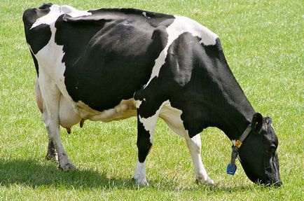 Порода корів голландська, голландські корови, dutch cattle, dutch сows