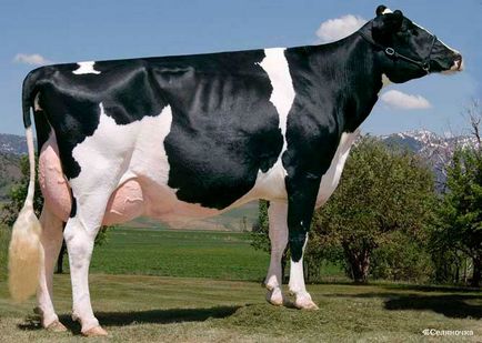 Порода крави холандски, холандски крави, холандски едър рогат добитък, свине, холандските