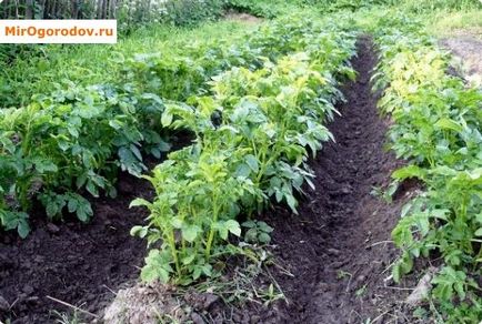 Plantarea cartofilor cu tuberculi și caracteristici de răsad și pregătire