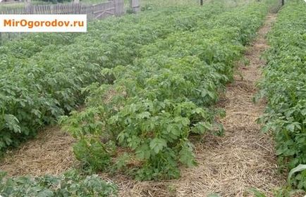 Plantarea cartofilor cu tuberculi și caracteristici de răsad și pregătire