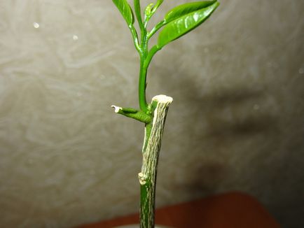 Plantarea unei plante de lamaie, îngrijire, cultivare din semințe de floarea soarelui și butași, inocularea unui copac
