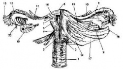 Sindromul postregistectomiei (MRS)