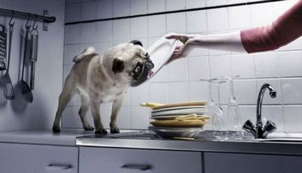 Посуд для собаки, домашні тварини