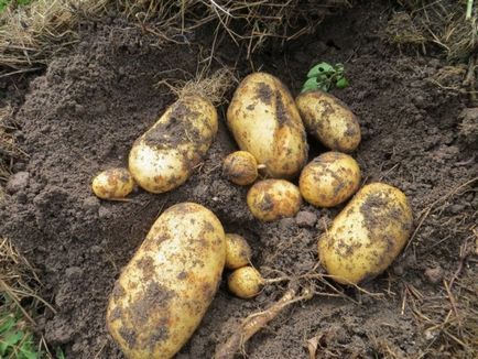 Пізні сорти картоплі