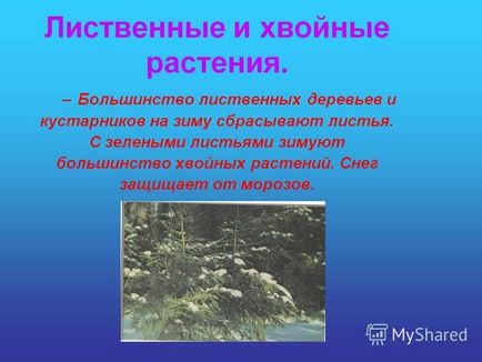 Prezentare pe tema modului în care ierburile de iarnă arborează copaci educatori mdou - clopotul grădiniței