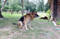Recepția cu animale - odihnă în Belarus Belarus