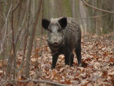 Natură, plante și animale din regiunea Omsk