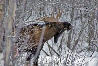 Natură, plante și animale din regiunea Omsk