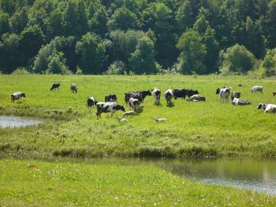 Natură, plante și animale din Udmurtia