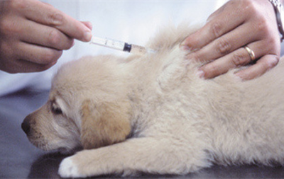 Профілактична вакцинація собаки 1