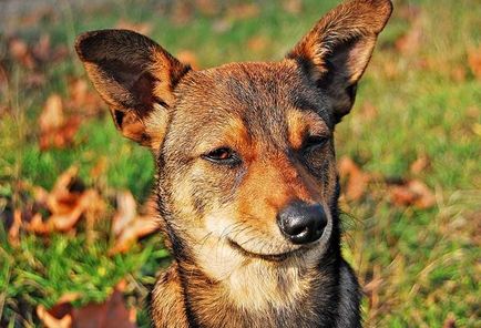 Originea câinilor domestice, procesul de domesticizare, speciile sălbatice ale familiei canine, nordul