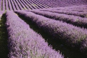 Provence - una dintre cele mai frumoase provincii din Franța, Franța mea